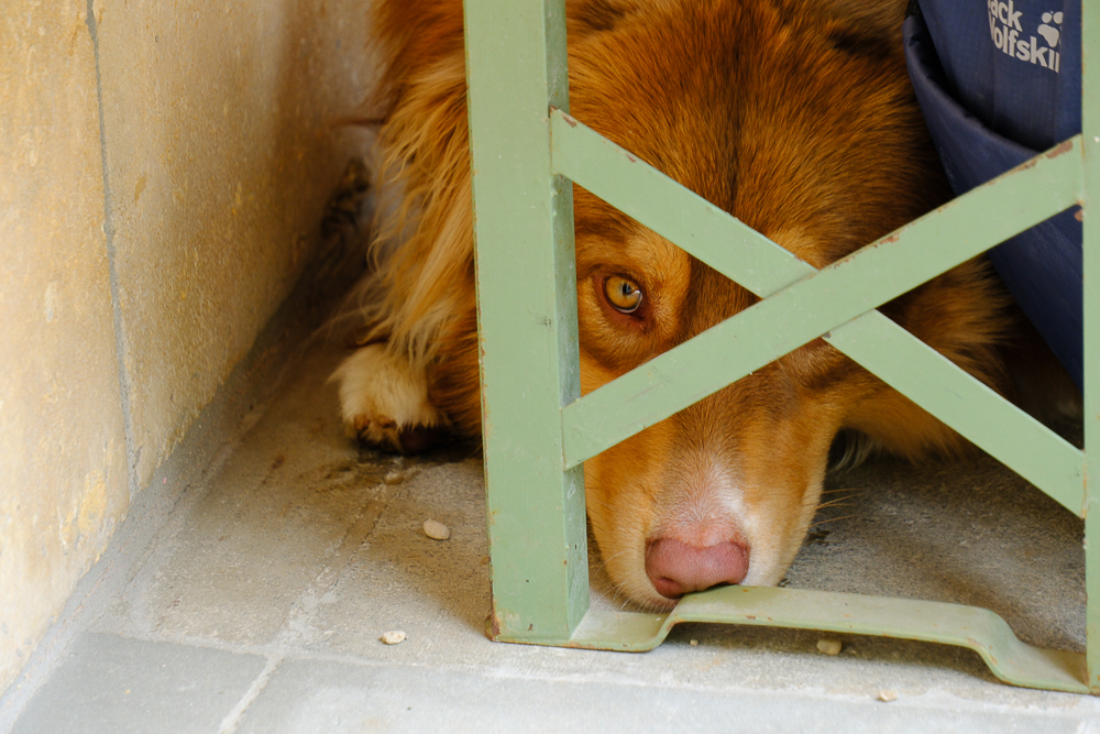 WildDucks_Petanque_2025_093